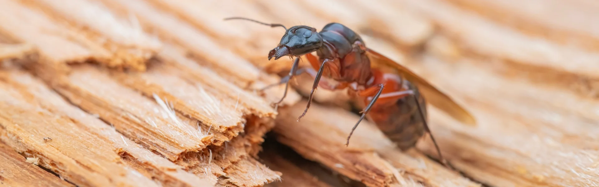Close-up of a carpenter ant on damaged wood, highlighting wood-destroying organisms treated by Arrow Environmental Services in Florida.