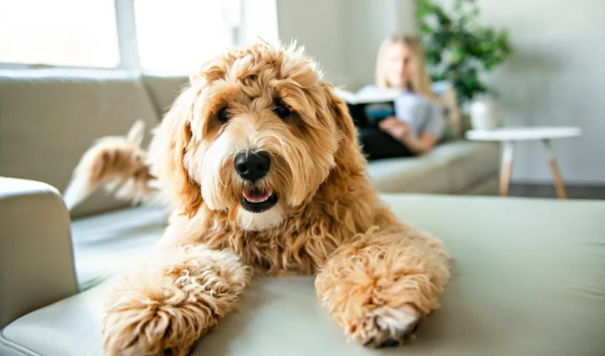 A happy dog on a couch in a Florida home protected by Arrow Environmental Services’ pet-friendly pest control solutions.
