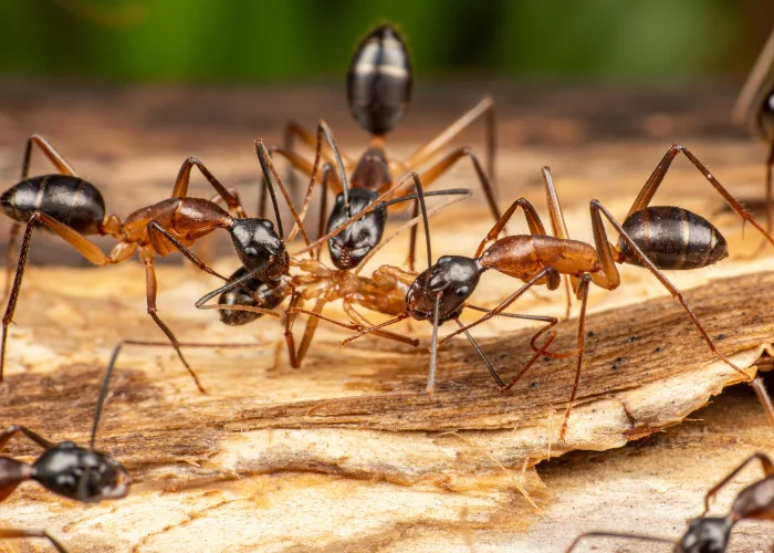 A group of carpenter ants on a piece of wood, demonstrating wood-destroying pest activity treated by Arrow Environmental Services.