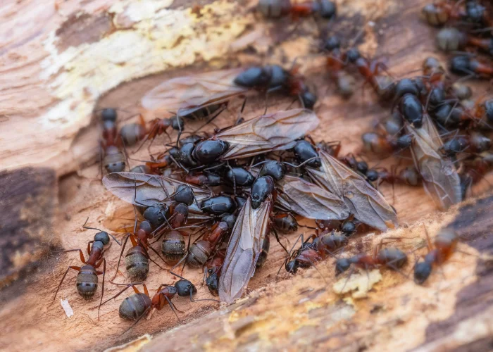 A swarm of winged carpenter ants on damaged timber, illustrating structural pest threats managed by Arrow Environmental Services.