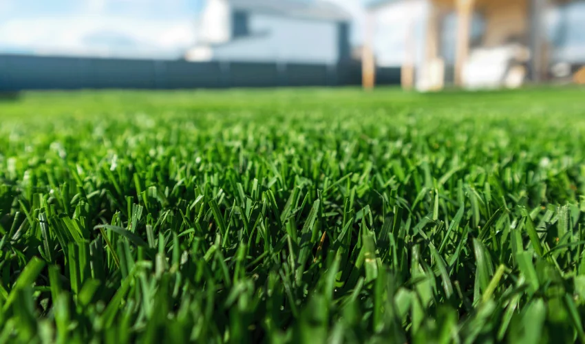 Extreme close-up of vibrant, thick green grass blades following Arrow Environmental Services’ professional lawn fertilization and care.