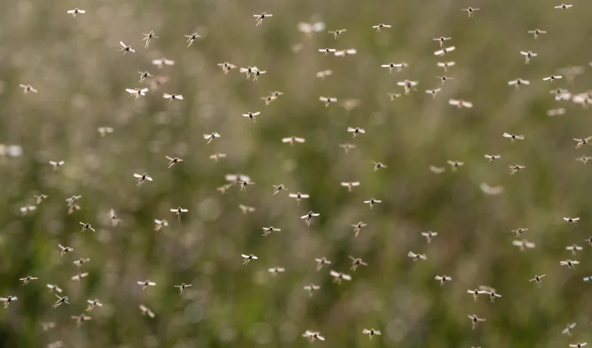 A dense swarm of mosquitoes in a Florida yard, illustrating the need for Arrow Environmental Services’ professional mosquito control.