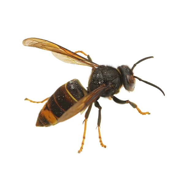 Wasps & Hornets