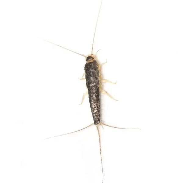 Insects