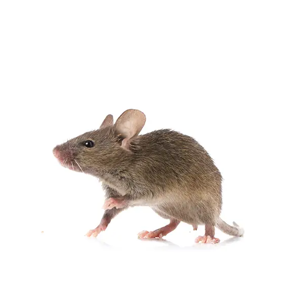 Rodents