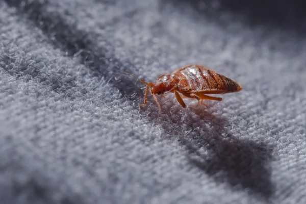 A close-up of a bed bug on grey fabric, illustrating the need for Arrow Environmental Services’ specialized removal services.