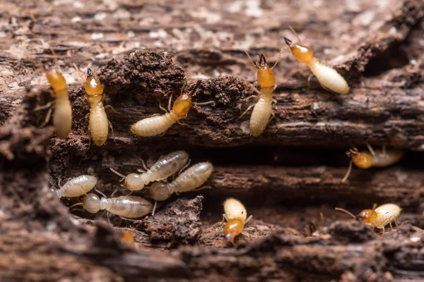 Detailed view of worker termites infesting wood, requiring professional monitoring and liquid termite treatments from Arrow Environmental Services