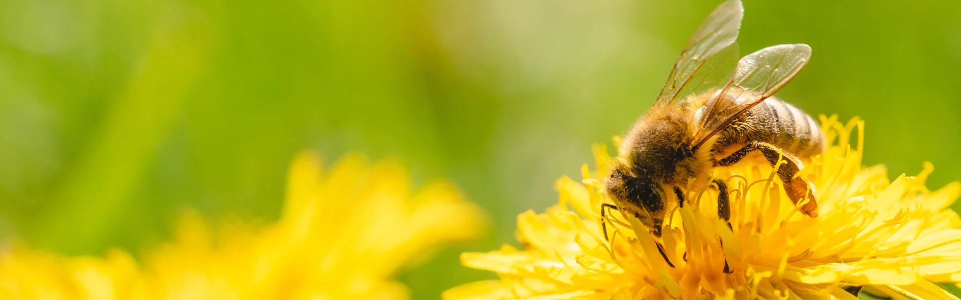 Detailed close-up of a honeybee pollinating a yellow dandelion, highlighted on Arrow Environmental Services' stinging insect page.