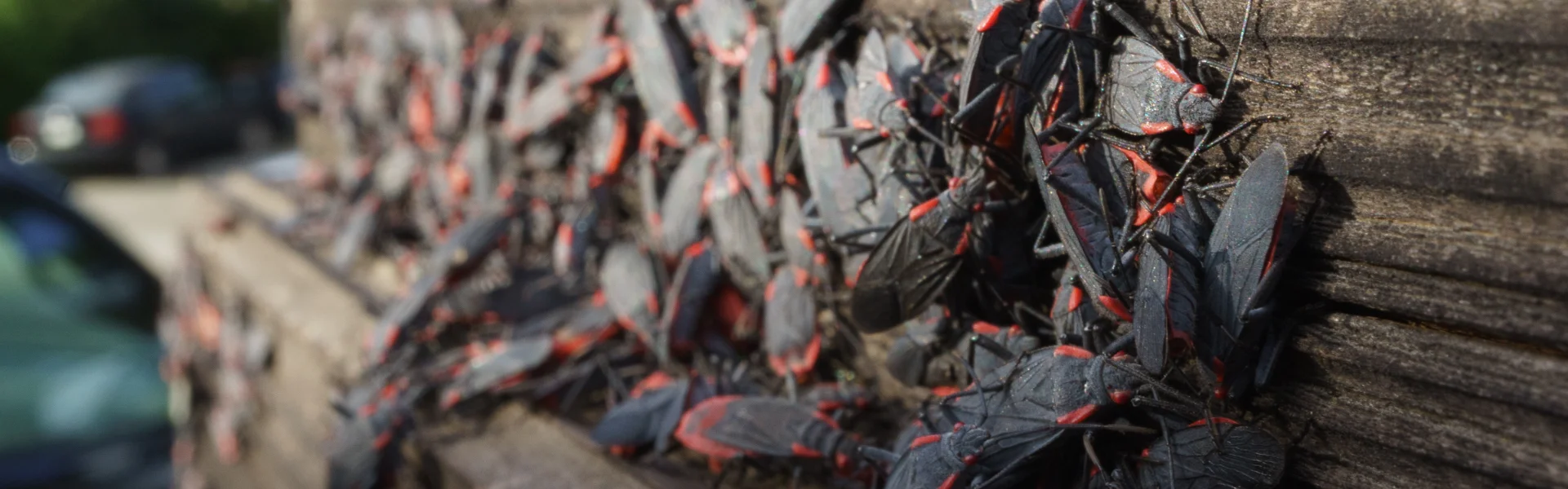 A large cluster of black and red boxelder bugs swarming across a weathered exterior wooden surface.