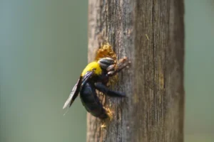 A macro close-up of a large carpenter bee boring into a wooden post, illustrating wood-destroying pest habits.