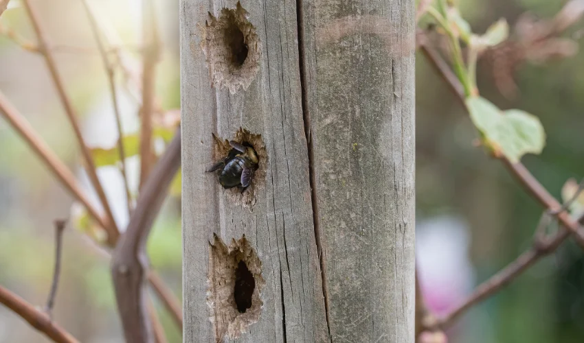 A carpenter bee emerging from a perfectly round burrow hole in a wooden post, illustrating structural damage in Florida.