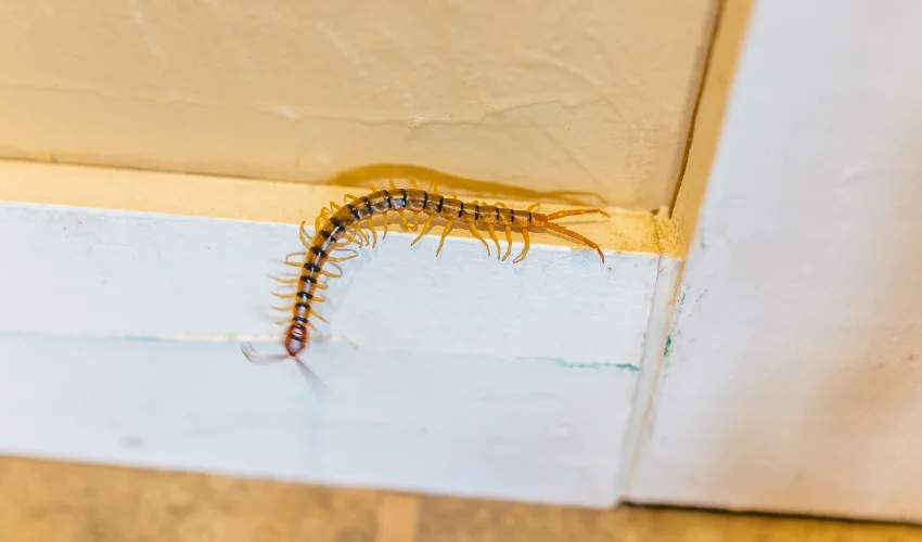 A yellowish-brown centipede crawling along a white interior baseboard, illustrating common multi-legged household invaders.