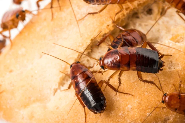 A group of cockroaches swarming a piece of bread, illustrating contamination risks treated by Arrow Environmental Services.