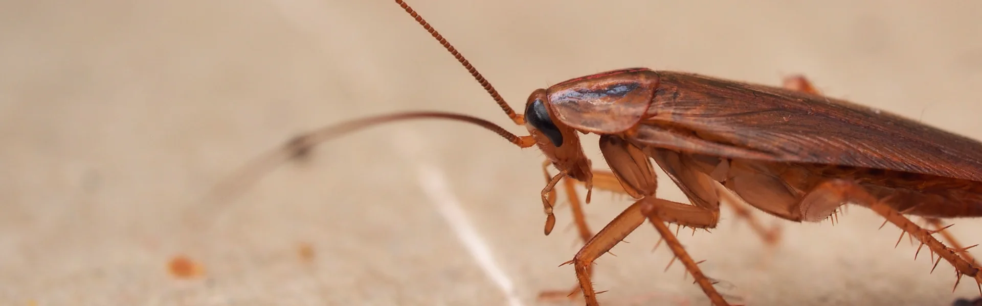 Detailed profile view of an American cockroach, highlighting common Florida pests targeted by Arrow Environmental Services.