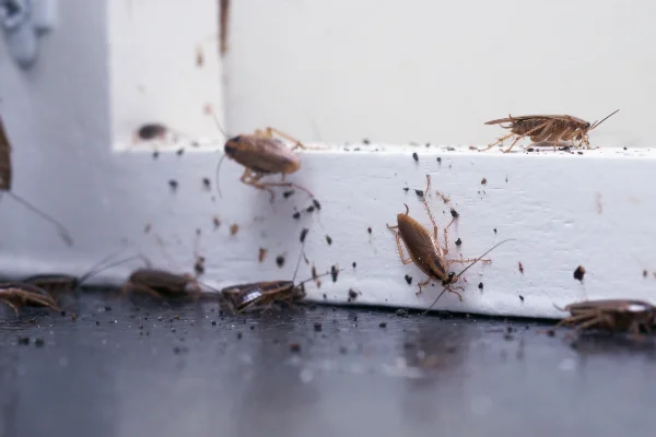 German cockroaches crawling around a white doorframe and floorboards, showing an active indoor infestation in Florida.