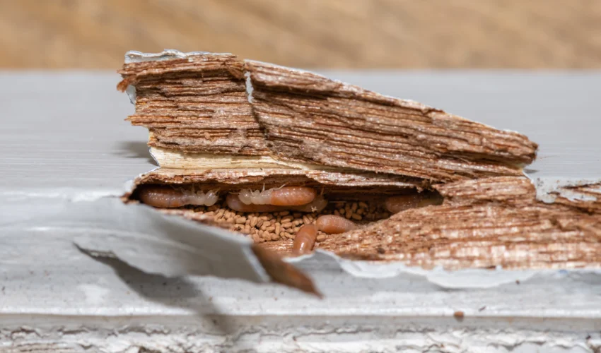 A close-up of drywood termites and their signature frass pellets inside severely hollowed-out wooden structural trim.