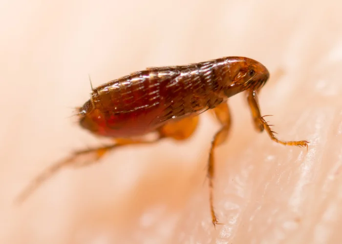 Extreme macro close-up of a flea, illustrating the parasitic household pests treated by Arrow Environmental Services.