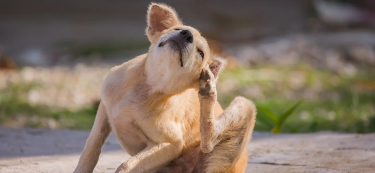 A small tan dog scratching its ear outside, indicating a potential flea problem requiring professional treatment.