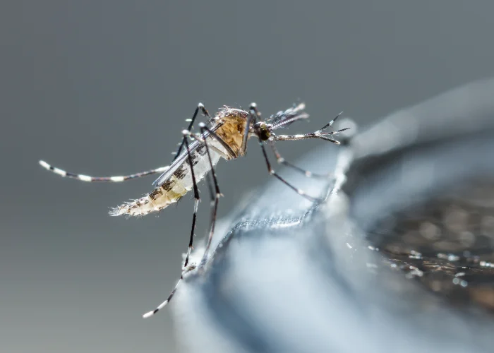 A close-up of a mosquito resting on a surface, highlighting common seasonal pests treated by Arrow Environmental Services.