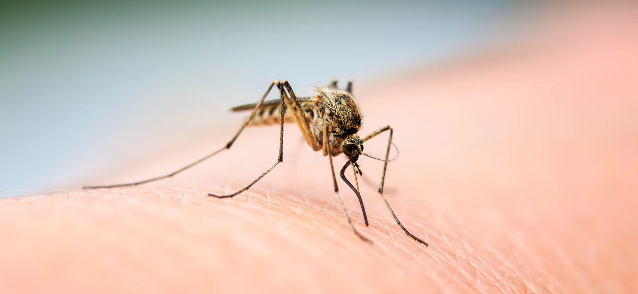 Macro view of a mosquito biting human skin, illustrating the public health pests managed by Arrow Environmental Services.
