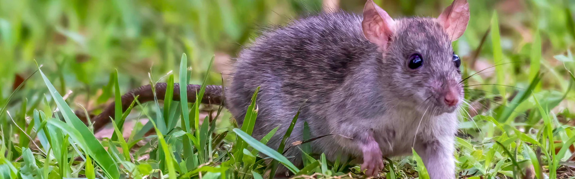 A large grey rat foraging in green grass, highlighting common outdoor rodent threats to Florida properties.
