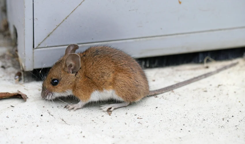 A small brown field mouse with a white underbelly sitting on a concrete surface near a structure.