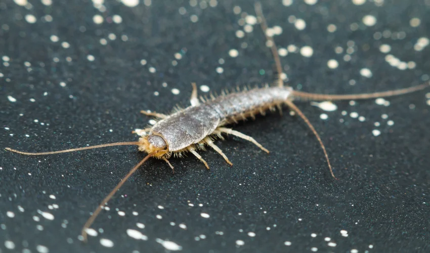 A close-up of a silvery-grey silverfish on a dark textured surface, highlighting common indoor moisture pests.