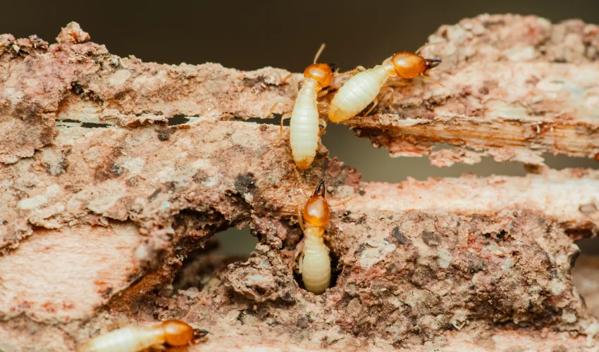 Macro view of subterranean termite workers chewing through decaying wood, illustrating active wood-destroying organism habits.
