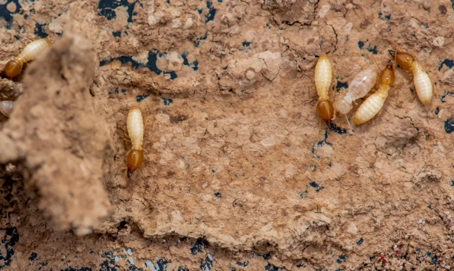 Subterranean termites active inside a broken mud tube structure, revealing a common entry point into homes.