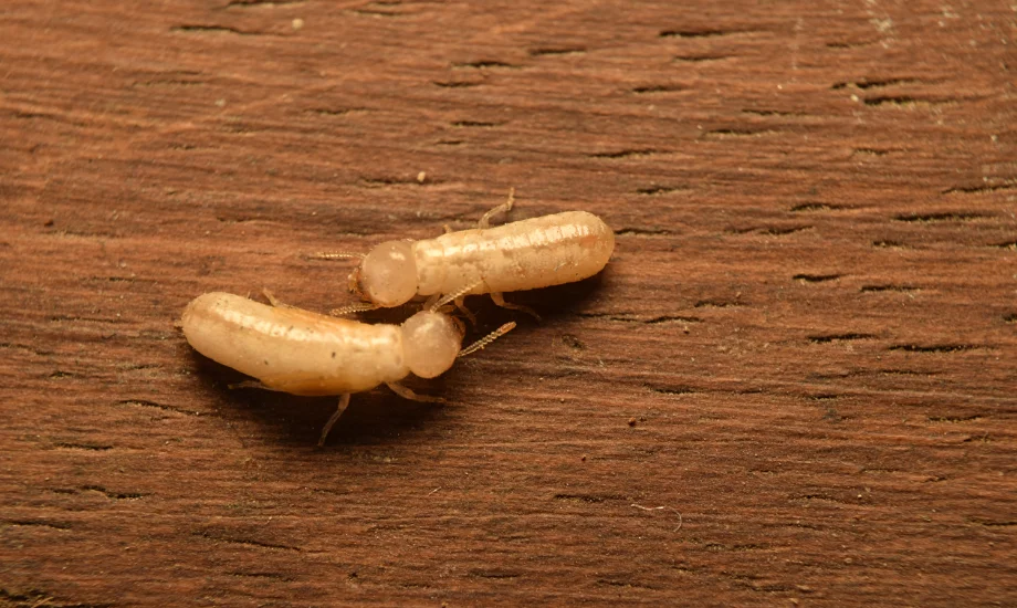 Macro view of two cream-colored termite workers crawling across a dark, natural wood grain surface.