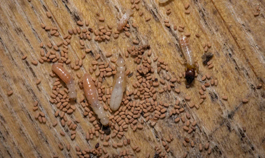 Close-up of drywood termites surrounded by sand-like fecal pellets, highlighting clear signs of an active wood infestation.