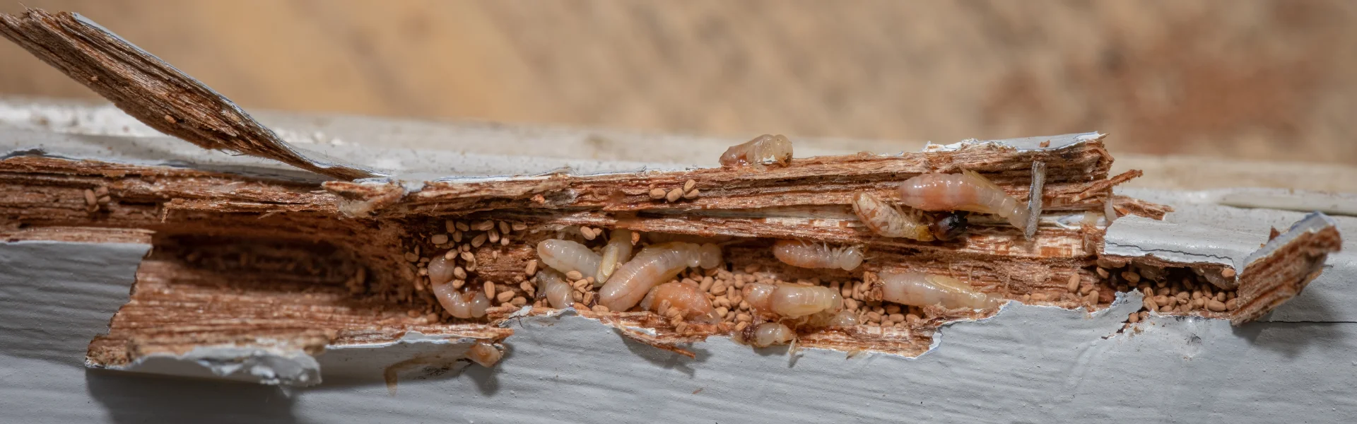 A panoramic close-up of drywood termites and their distinctive fecal pellets packed inside a hollowed-out wooden frame.