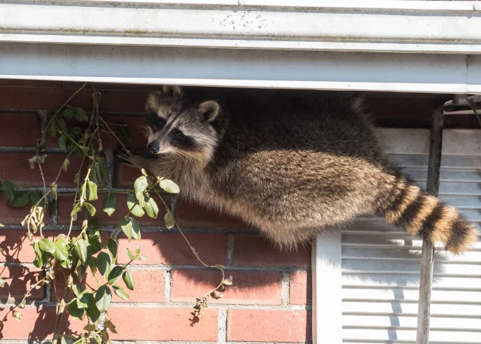 A raccoon climbing a brick wall to squeeze under a roof, showing a structural wildlife entry point.
