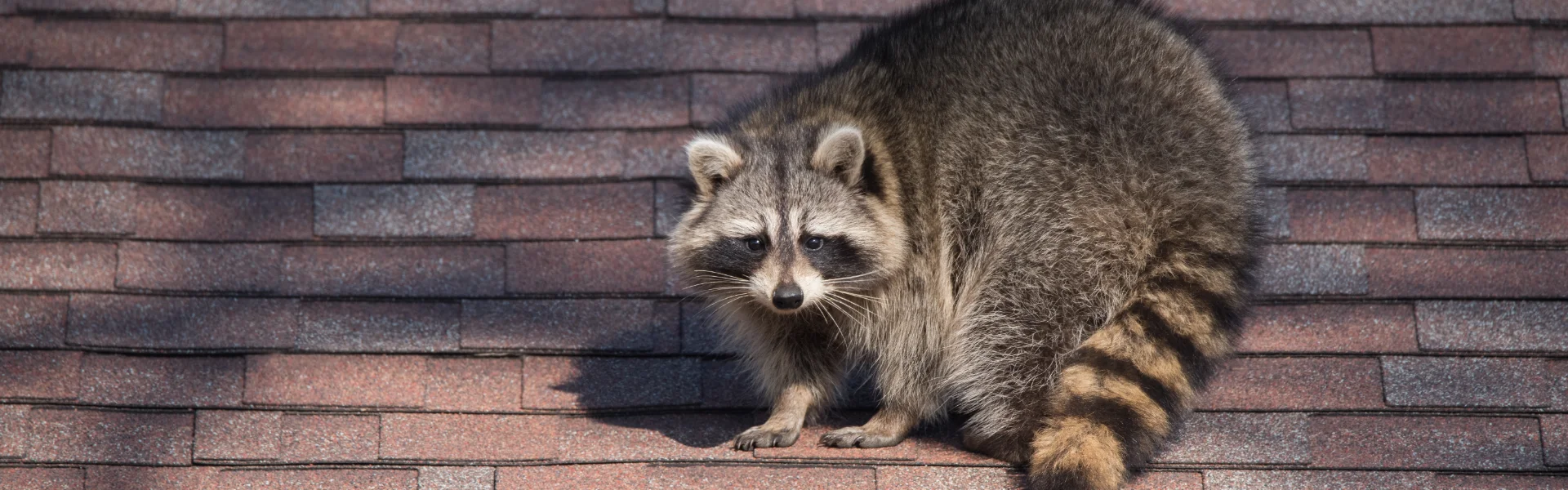A raccoon standing on a residential shingle roof, highlighting wildlife entry risks managed by Arrow Environmental Services.