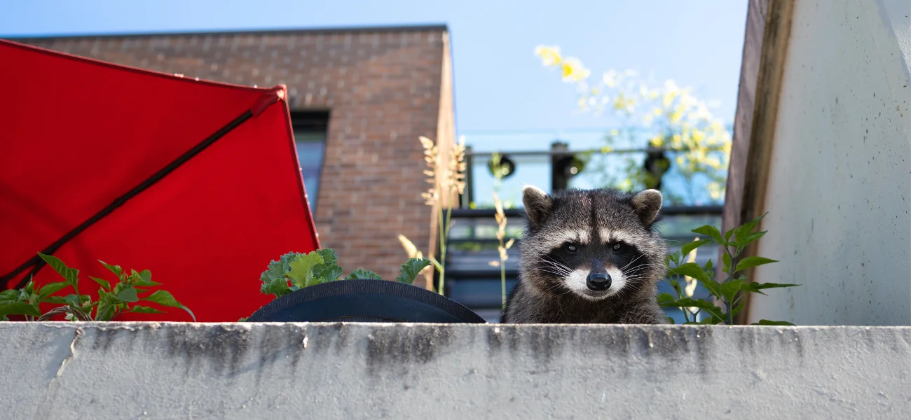 A raccoon peering over a balcony ledge near urban buildings, representing nuisance wildlife handled by Arrow Environmental Services.