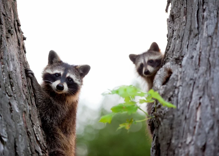 Two young raccoons looking out from behind a large tree trunk, depicting native Florida wildlife near homes.