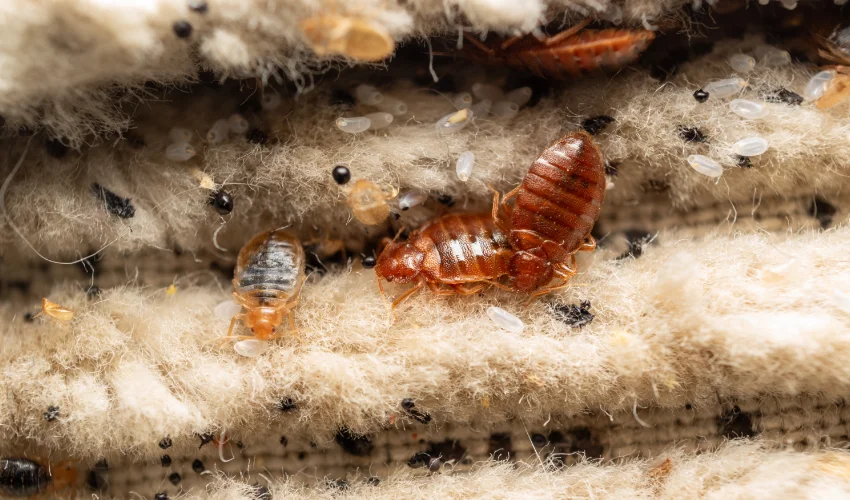 How to Avoid Bringing Home Bed Bugs When You Travel