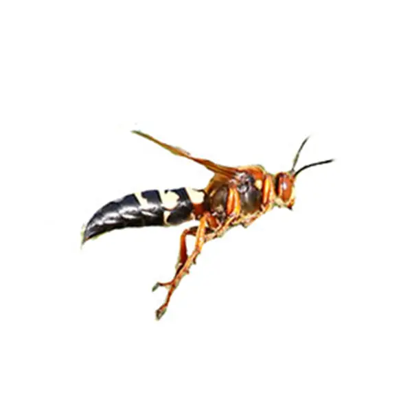 Closeup of a Cicada Killer Wasp against a white background.