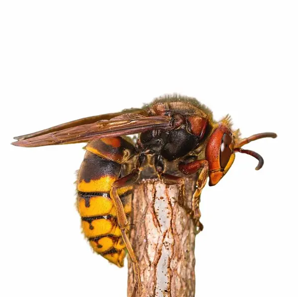 Closeup of a European Hornet on a wooden post against a white background.