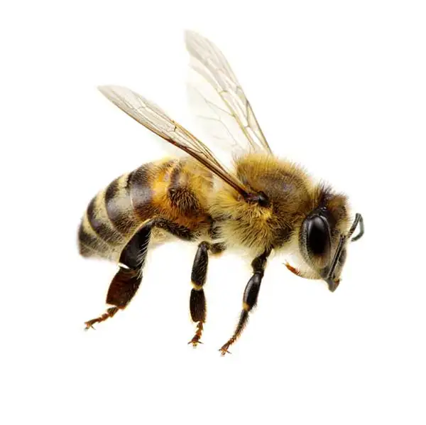 Honey Bees Pest ID Library | Arrow Services serving Central, West Central and Southwest Florida.