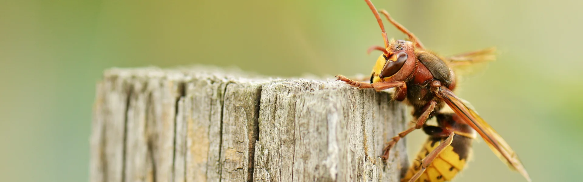 A panoramic macro view of a large hornet resting on top of a weathered wooden fence post.