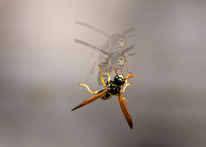 A yellowjacket wasp clinging to a windowpane, showing its reflection and clear yellow and black pattern.