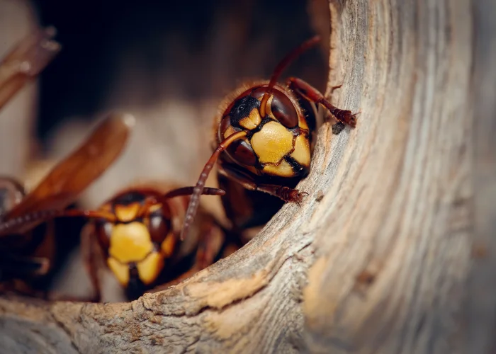 A close-up on group of European hornets peering out from an entry hole inside a hollowed wooden structure.