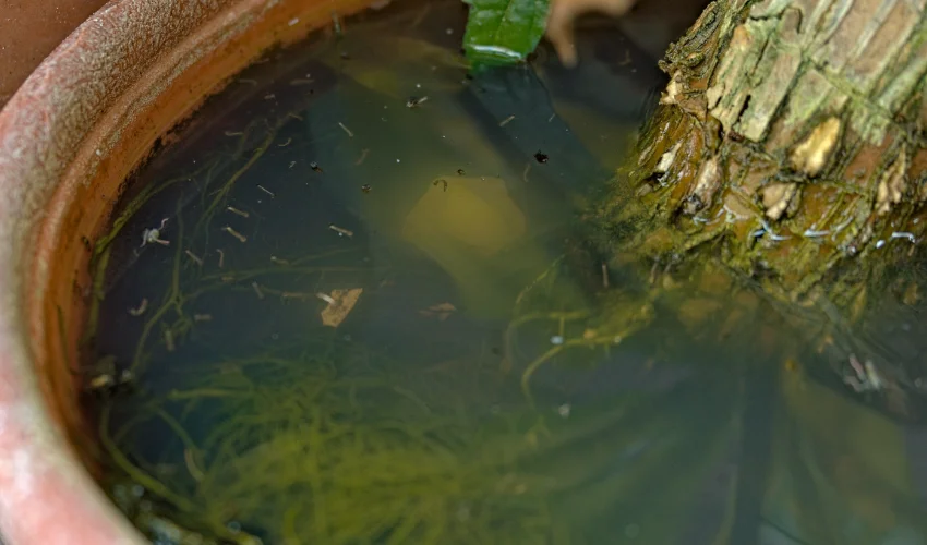 Tiny mosquito larvae swimming in stagnant water inside a flowerpot, showing a common backyard breeding source.