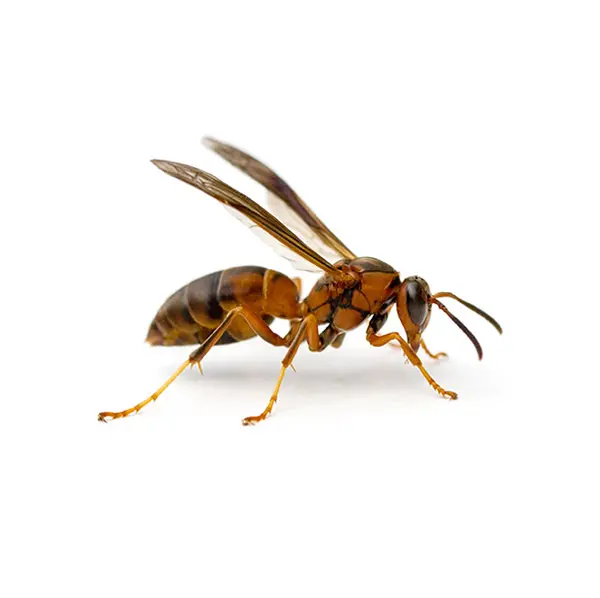 Closeup of a Paper Wasp against a white background.
