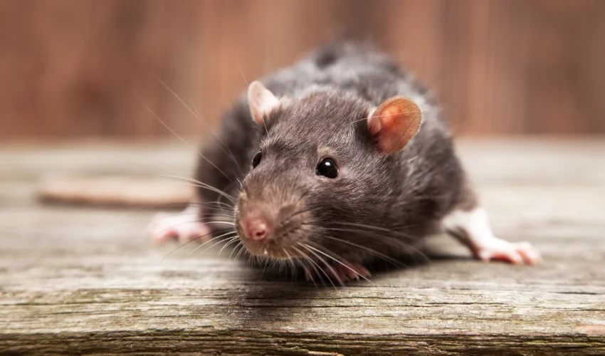 A close-up of a brown rat on a weathered wooden floor, highlighting common structural rodent pests in Florida.