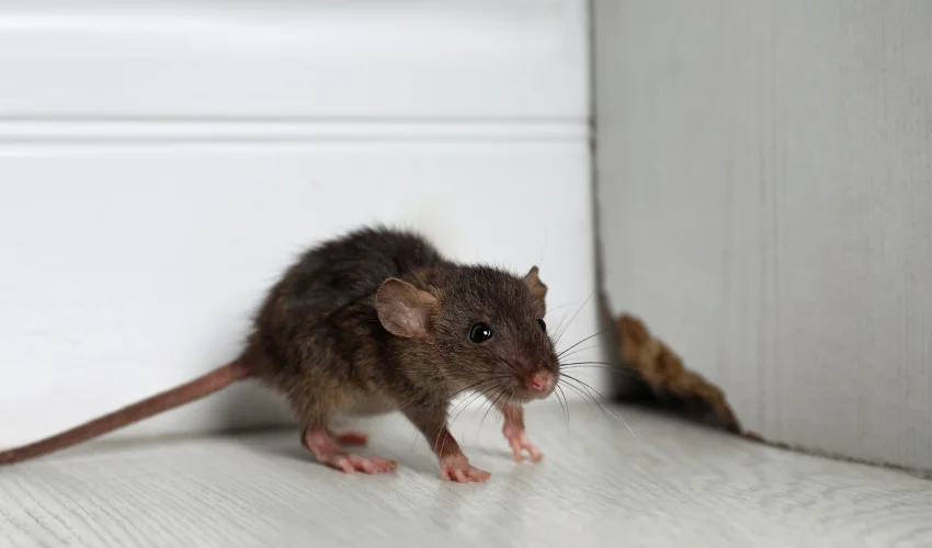 Lone rodent standing in the damaged corner of a Florida residents home, ready for Arrow Environmental's professional rodent technicians.