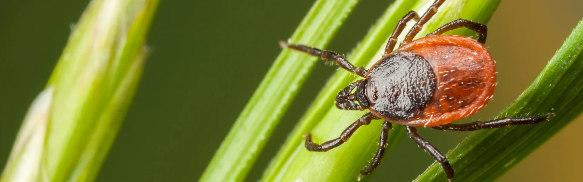 Panoramic macro close-up of a deer tick clinging to bright green blades of lawn grass.