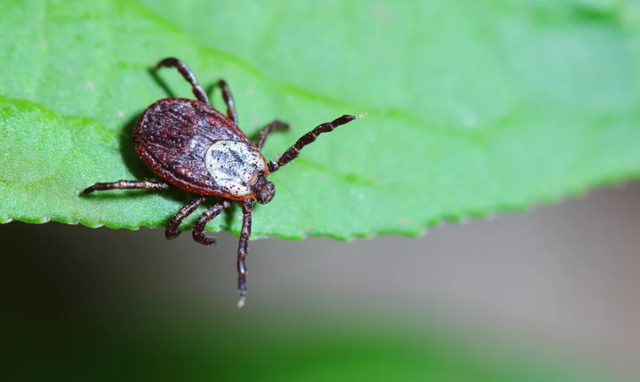 Macro view of a lone American dog tick resting on the surface of a vibrant green leaf.