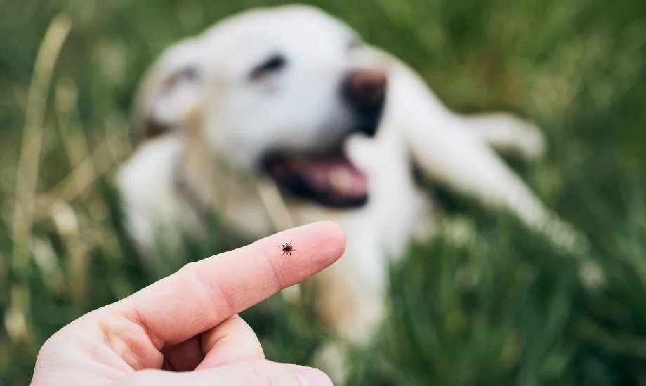 What States Have the Highest Tick Activity?
